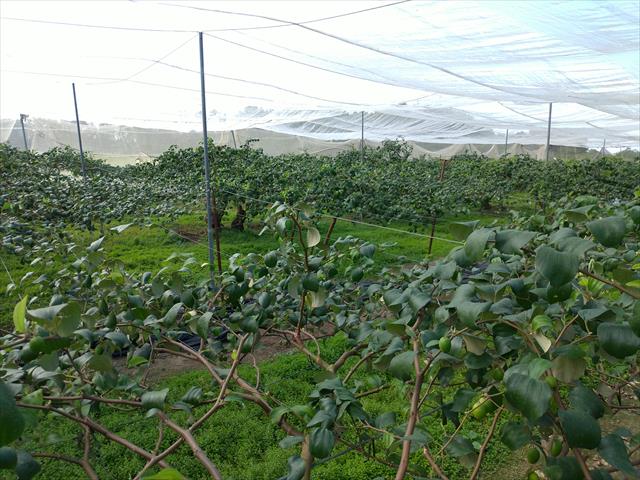 生產者圖片
