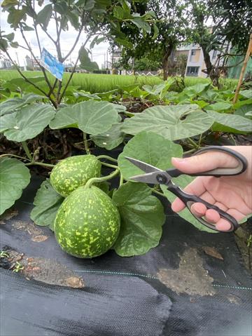生產者圖片