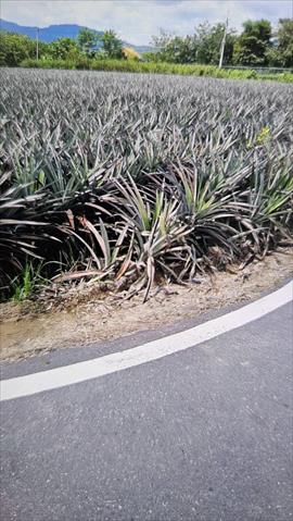 生產者圖片