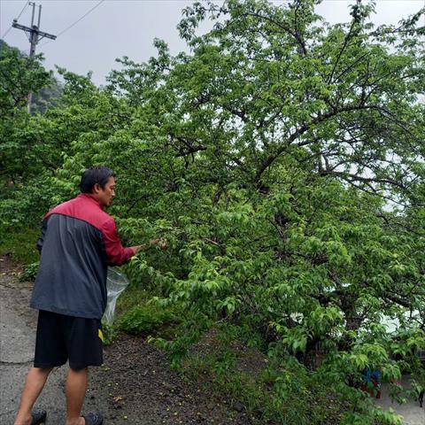 生產者圖片
