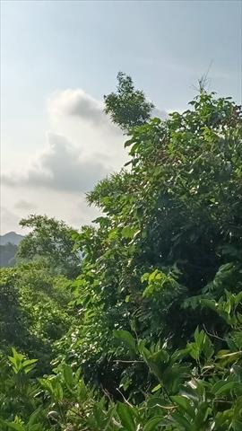 生產者圖片