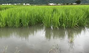 生產者圖片