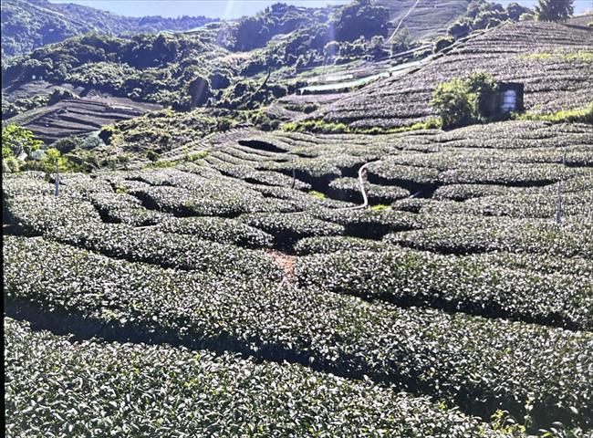 生產者圖片