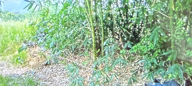 生產者圖片