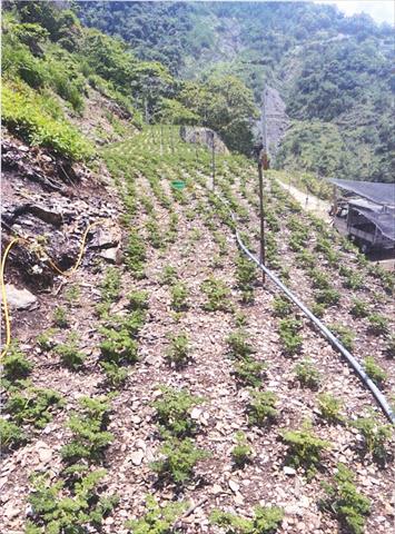 生產者圖片