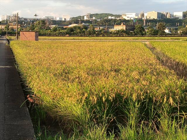 生產者圖片