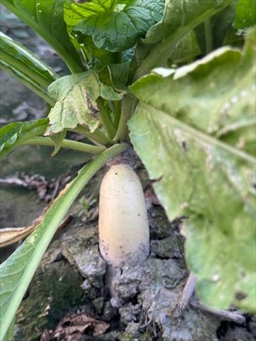 生產者圖片