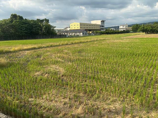 生產者圖片