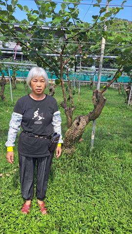 生產者圖片