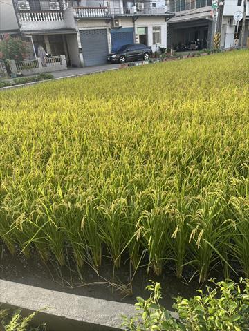 生產者圖片