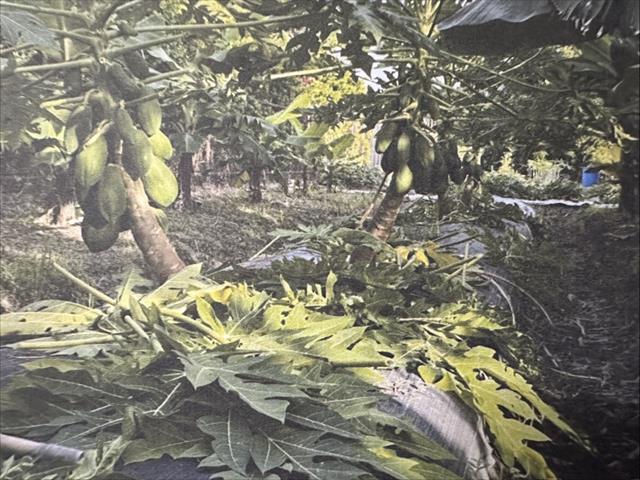 生產者圖片