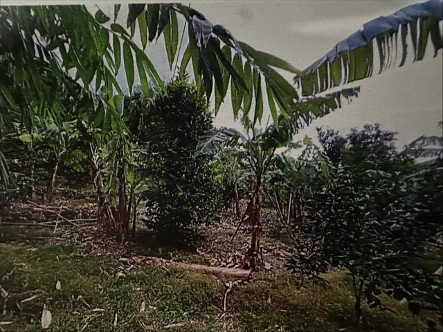 生產者圖片