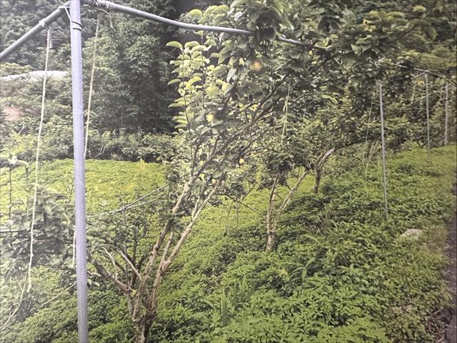生產者圖片