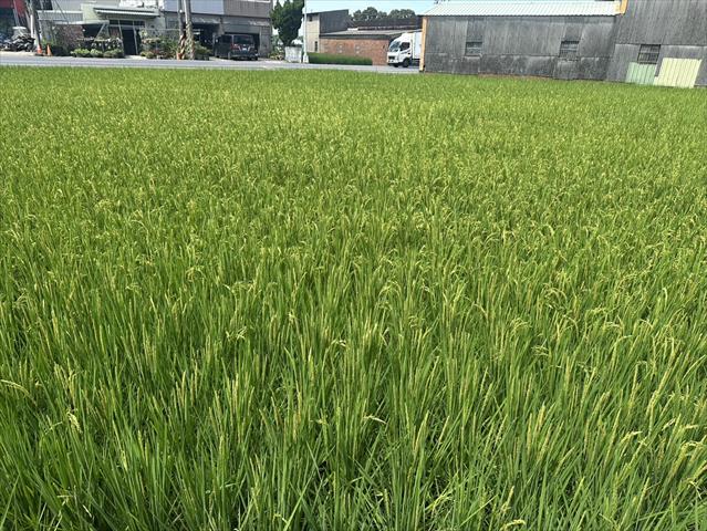 生產者圖片