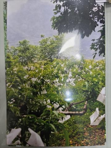 生產者圖片