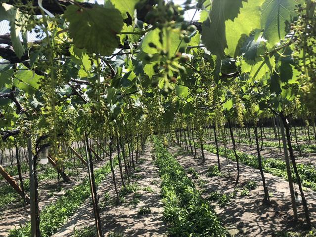 生產者圖片