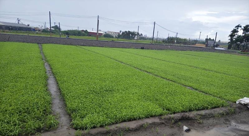 生產者圖片