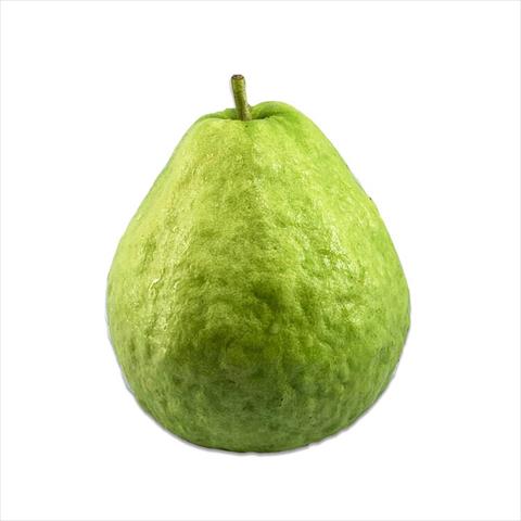 生產者圖片
