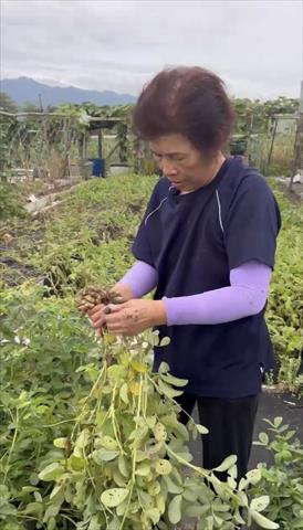 生產者圖片