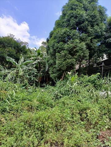 生產者圖片