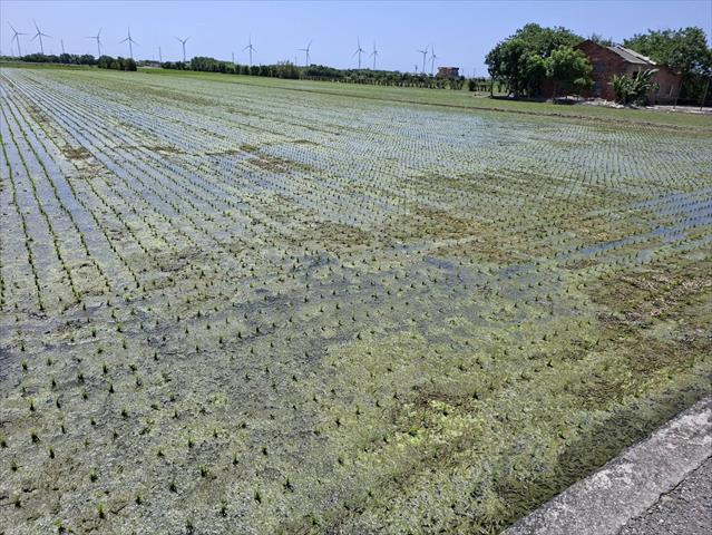 生產者圖片