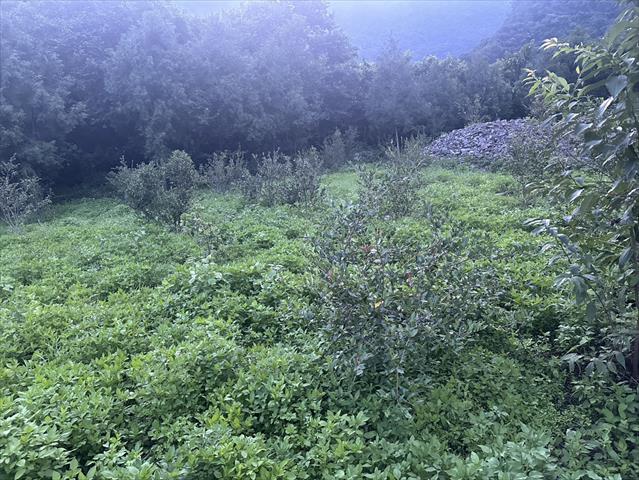 生產者圖片
