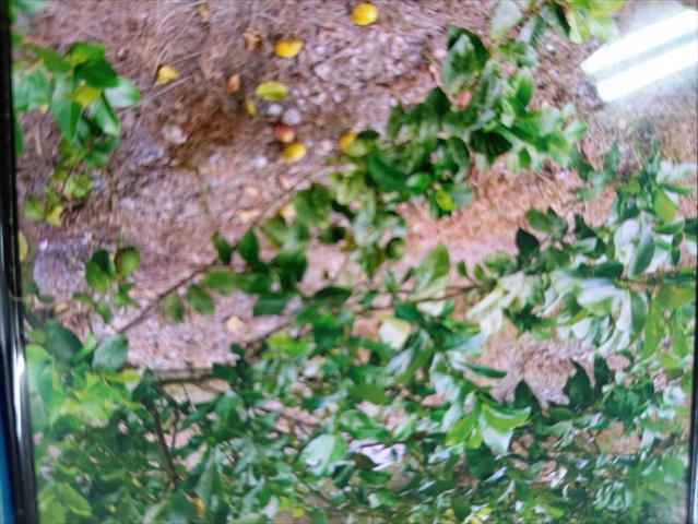 生產者圖片