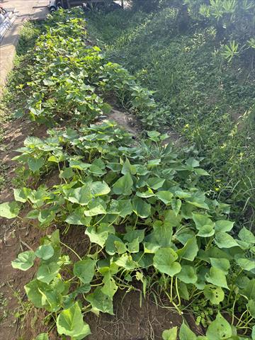 生產者圖片
