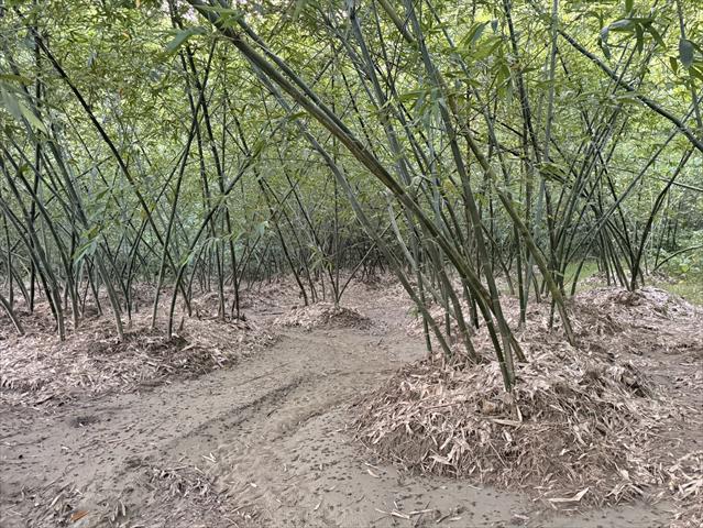 生產者圖片