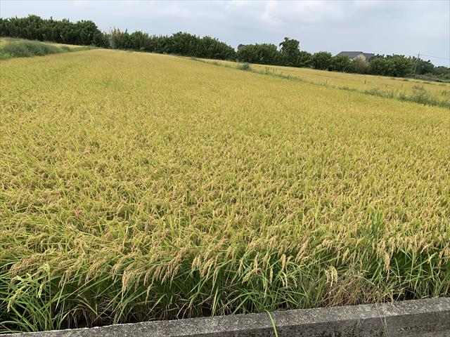 生產者圖片