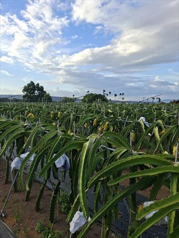 生產者圖片