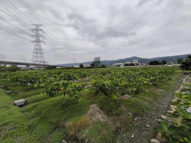 生產者圖片