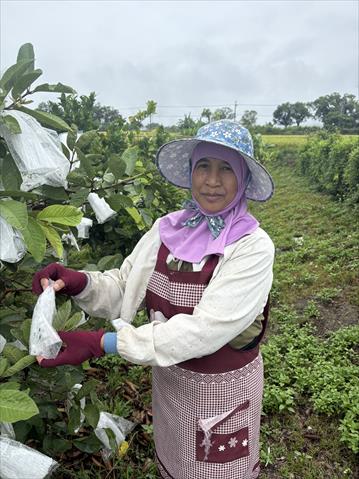生產者圖片