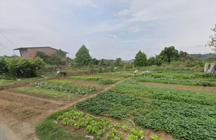 生產者圖片