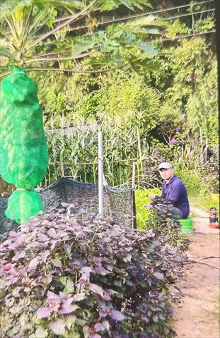 生產者圖片