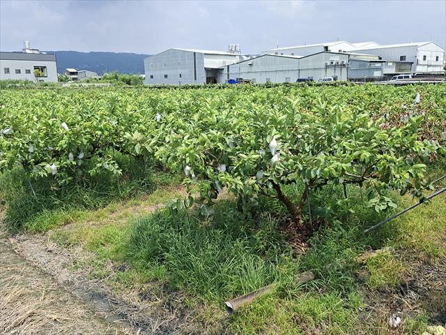 生產者圖片