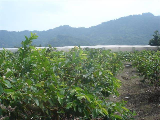 生產者圖片