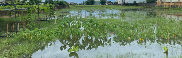 生產者圖片