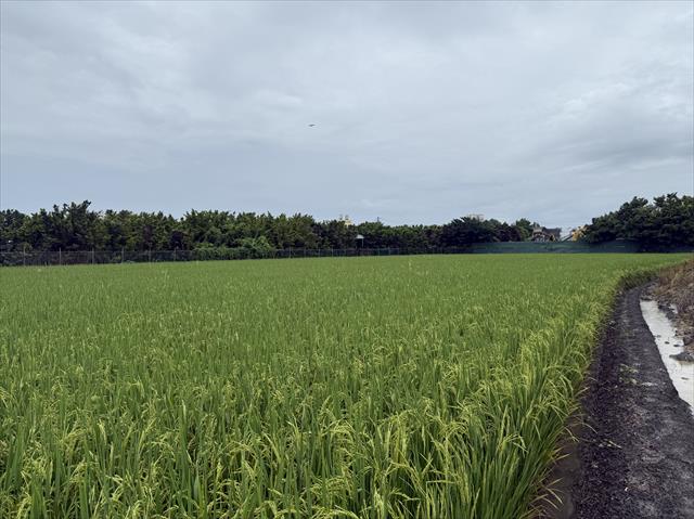 生產者圖片