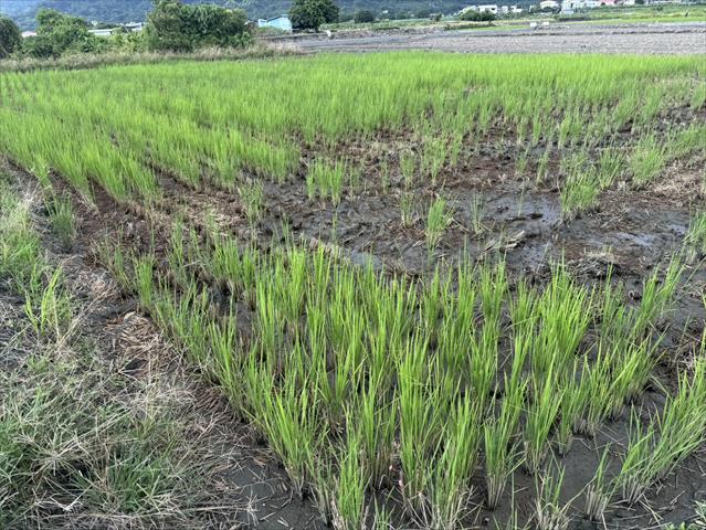 生產者圖片