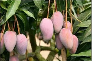 生產者圖片