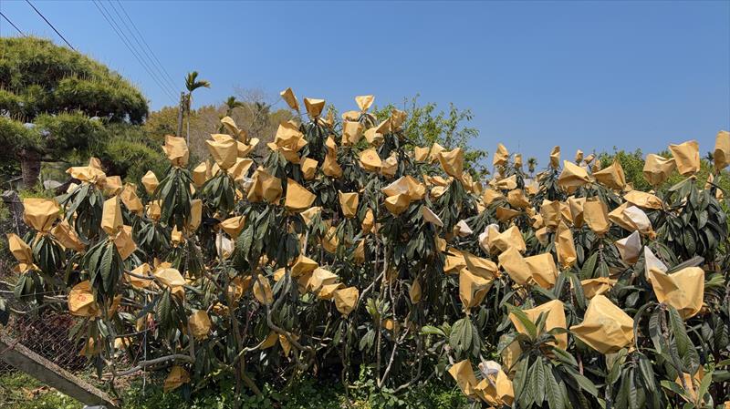 生產者圖片