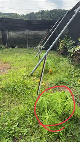 生產者圖片