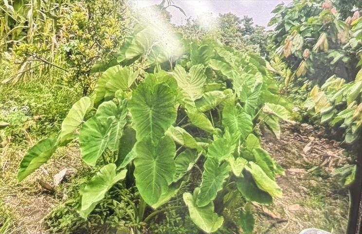 生產者圖片