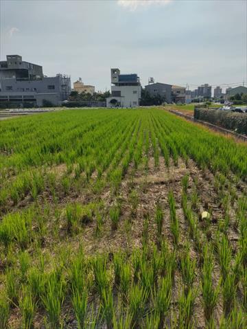 生產者圖片