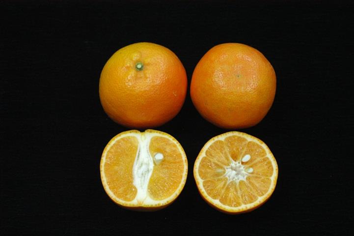 生產者圖片