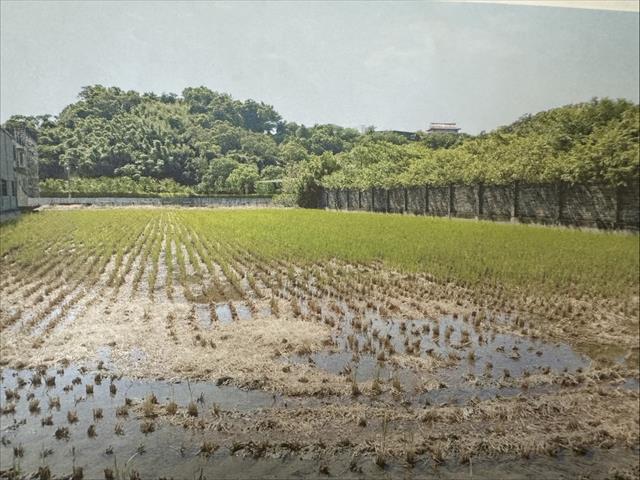 生產者圖片