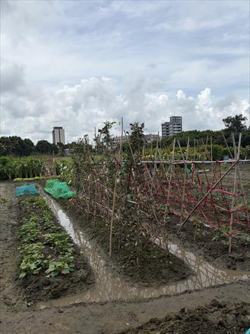生產者圖片