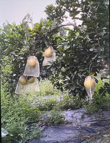 生產者圖片