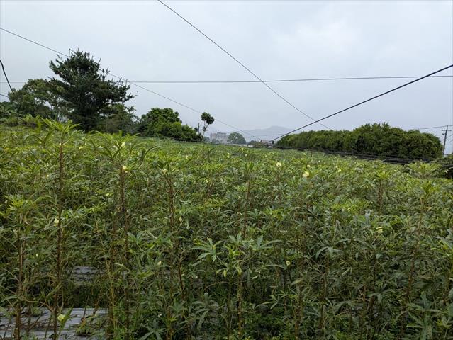 生產者圖片